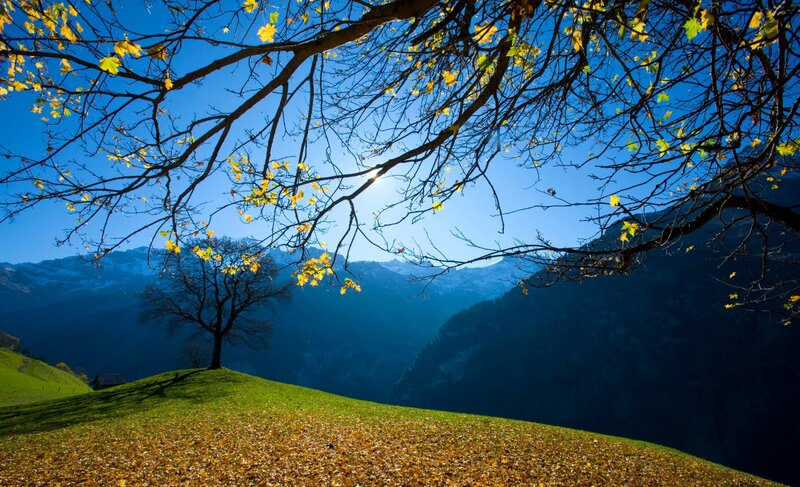Autumn Tree on Hill — Blue, Serene, Photograph, Mountains
