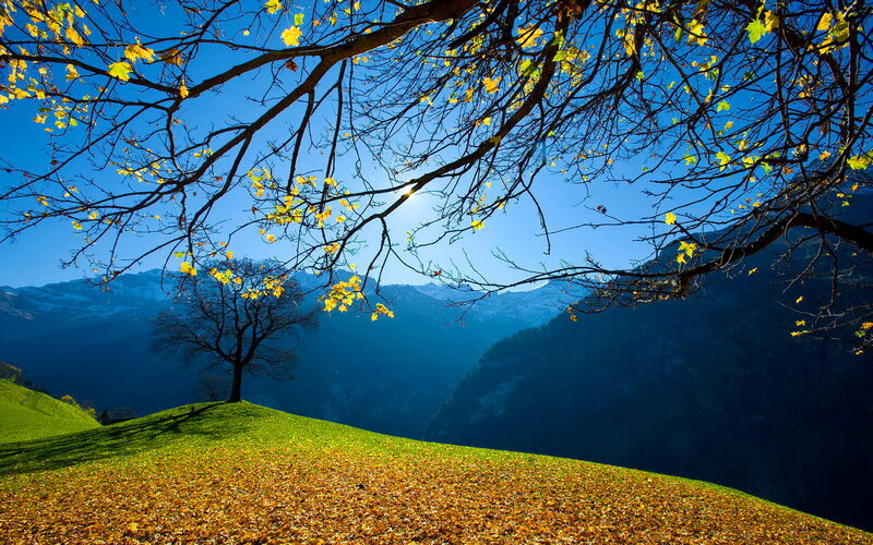 Autumn Tree on Hill — Blue, Serene, Photograph