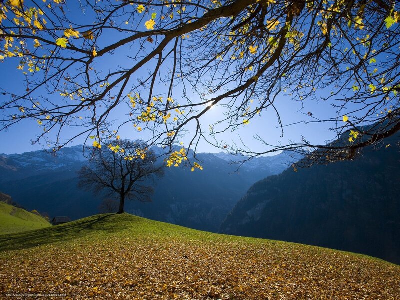 Autumn Tree on Hill — Blue, Serene