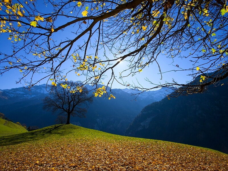 Autumn Tree on Hill — Blue
