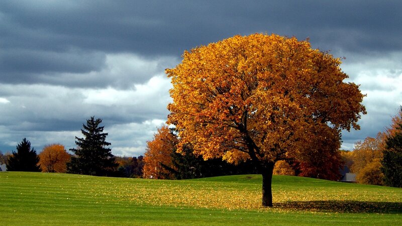 Autumn Tree on Hill — Green, Dramatic