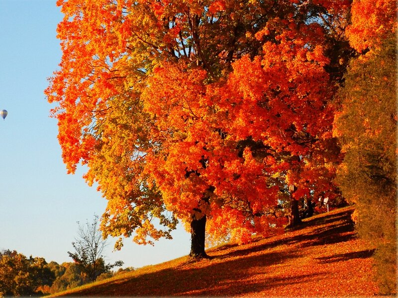 Autumn Tree on Hill — Orange, Serene