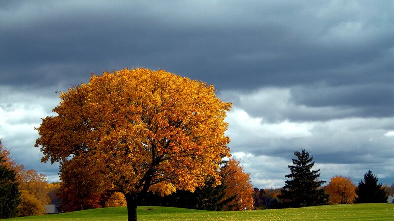 Autumn Tree on Hill — Yellow, Dramatic