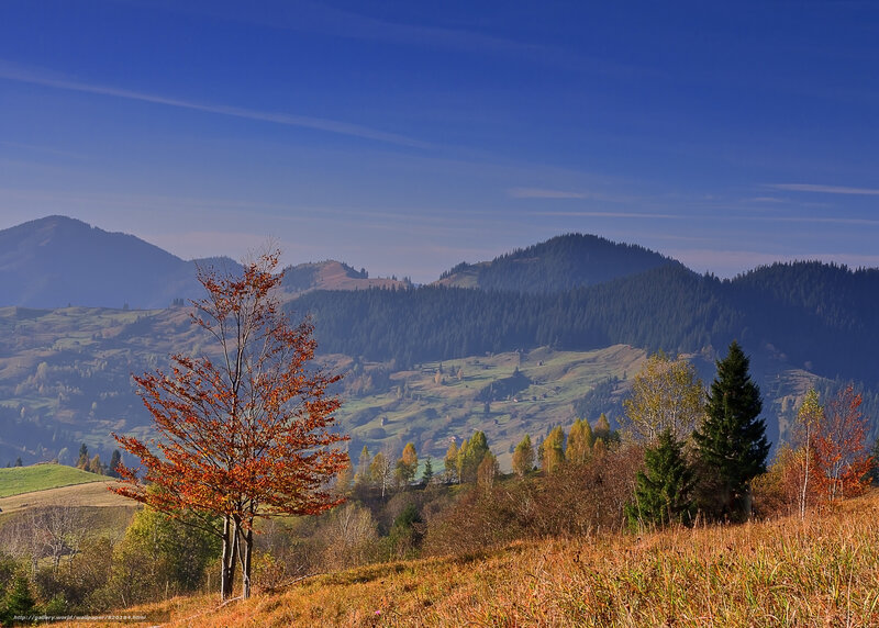 Autumn Tree on Hillside — Blue, Serene