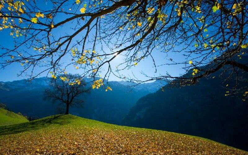 Autumn Tree on Hillside — Blue