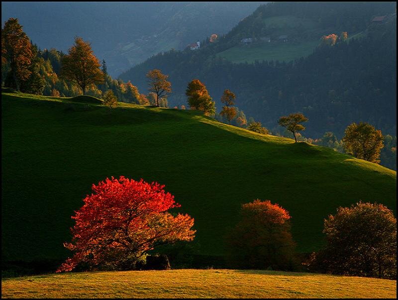 Autumn Tree on Hillside — Green, Serene, Photograph