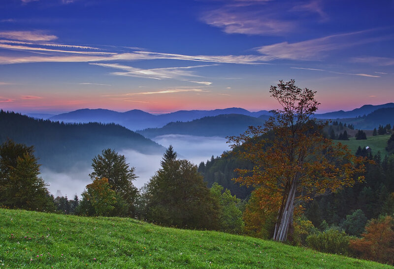 Autumn Tree on Hillside — Green
