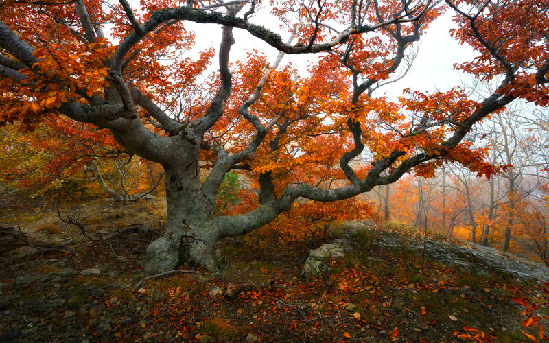 Autumn Tree on Hillside — Orange