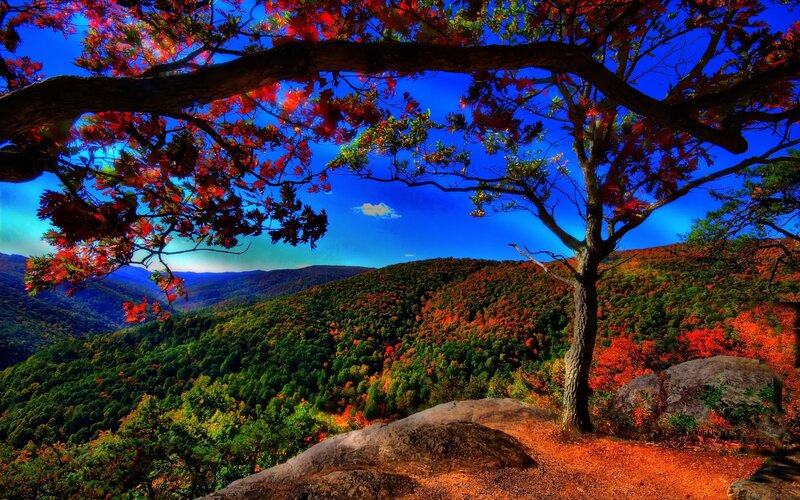 Autumn Tree on Hillside — Red