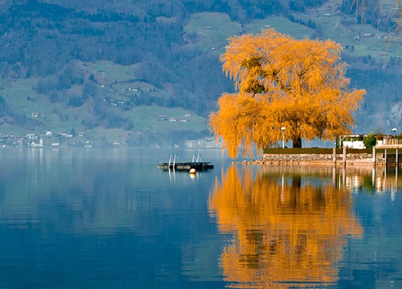 Autumn Tree on Lake