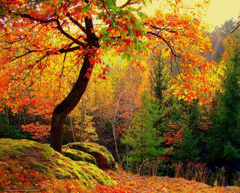Autumn Tree on Mossy Hill — Orange
