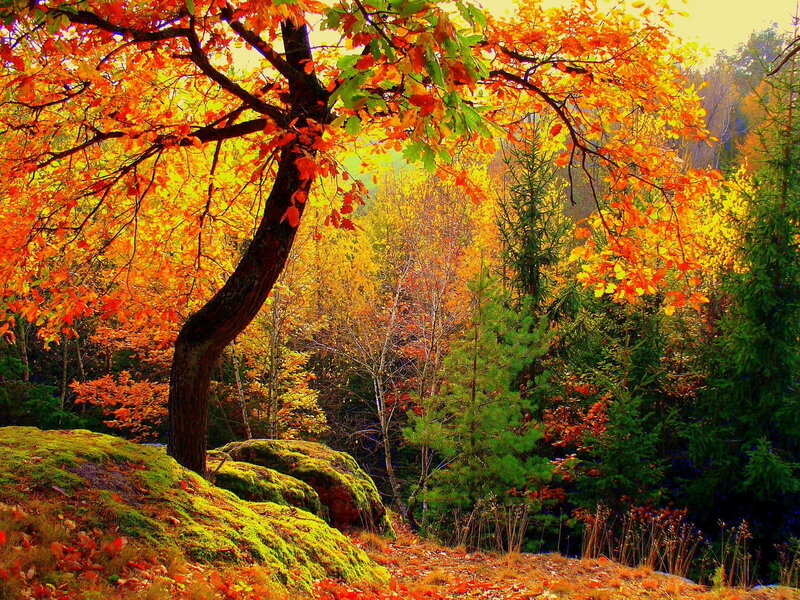Autumn Tree on Mossy Rock
