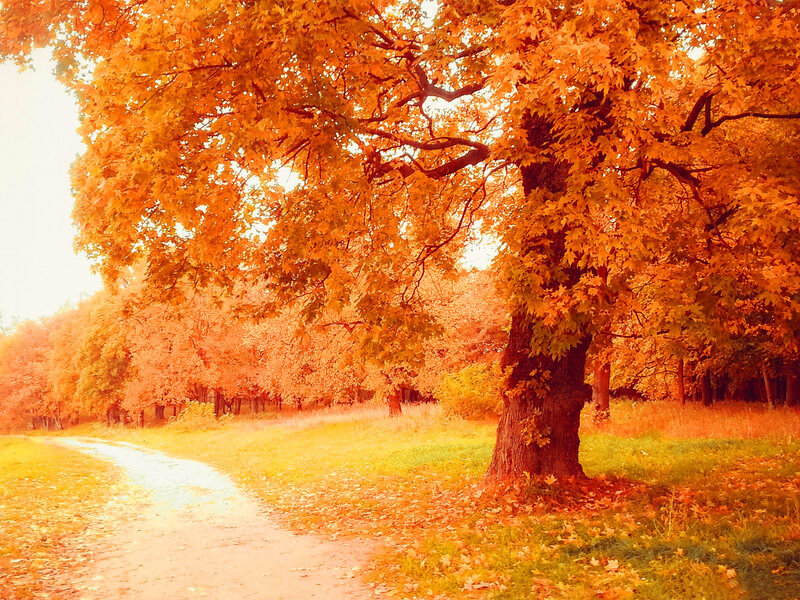 Autumn Tree on Path — Orange, Serene, Photograph