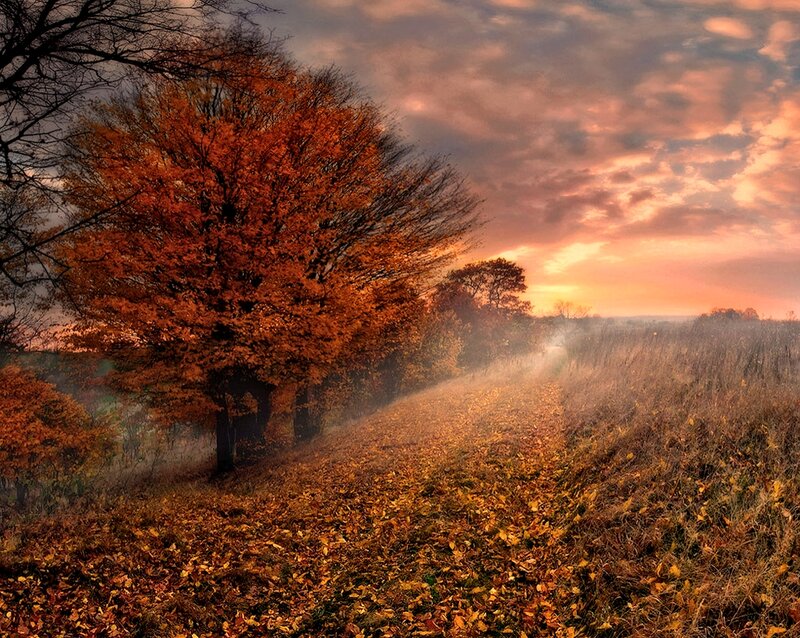 Autumn Tree on Path — Orange, Serene, Sunset