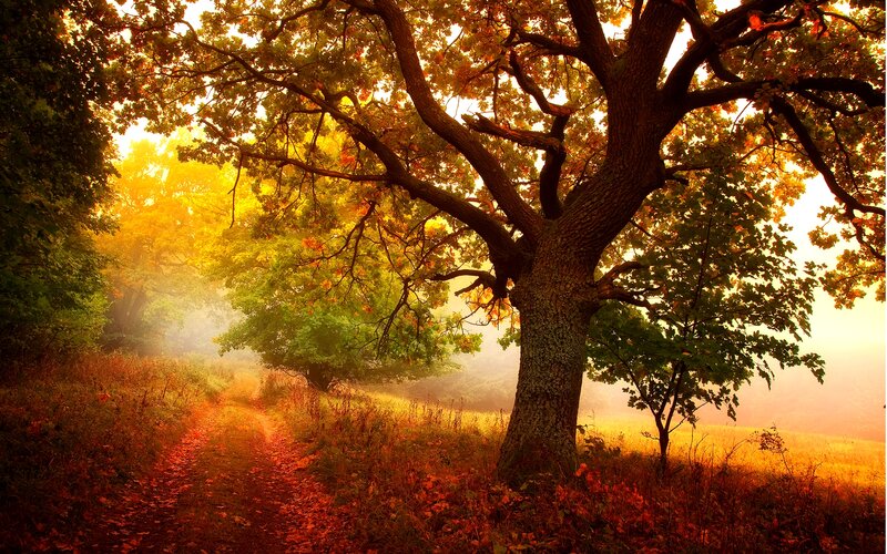 Autumn Tree on Path — Orange, Serene