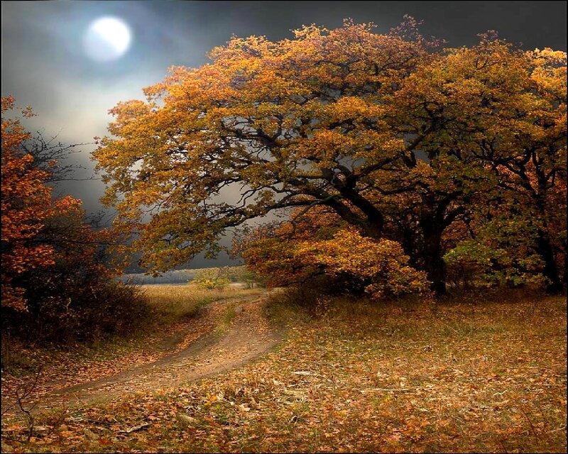 Autumn Tree on Path — Orange
