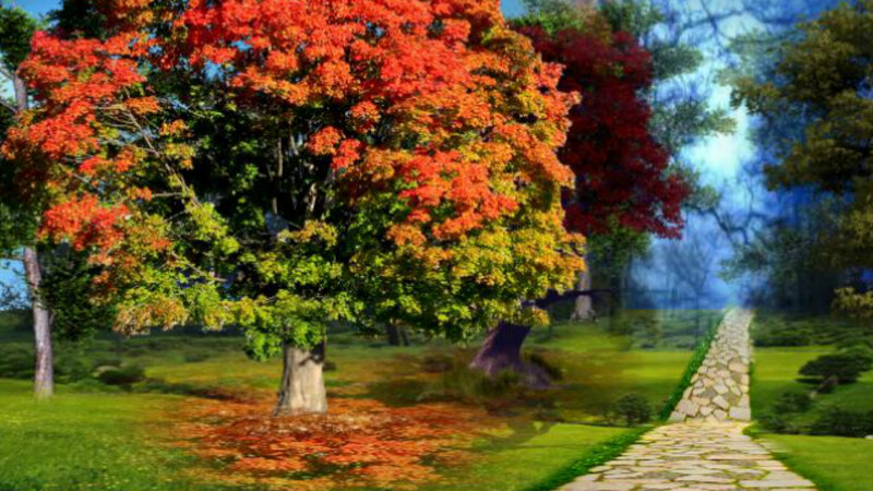 Autumn Tree on Path — Red