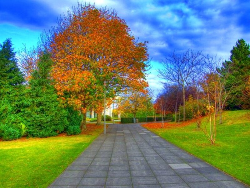 Autumn Tree on Path
