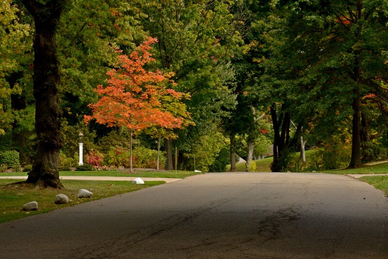 Autumn Tree on Road — Green