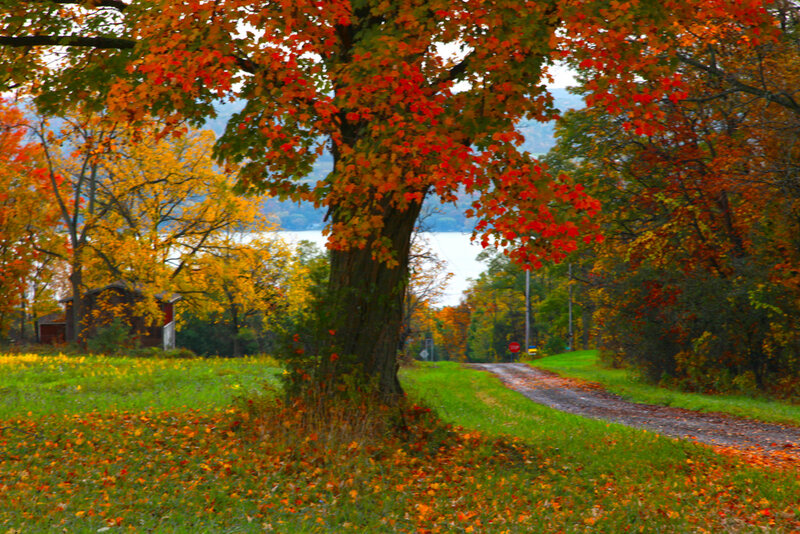 Autumn Tree on Road