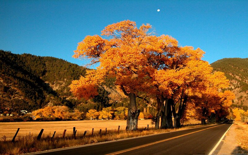 Autumn Tree on Roadside — Orange