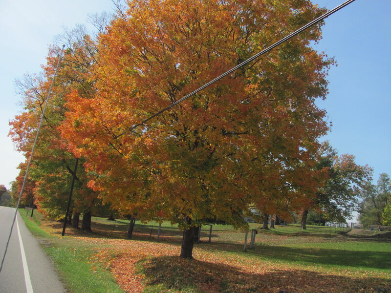 Autumn Tree on Roadside