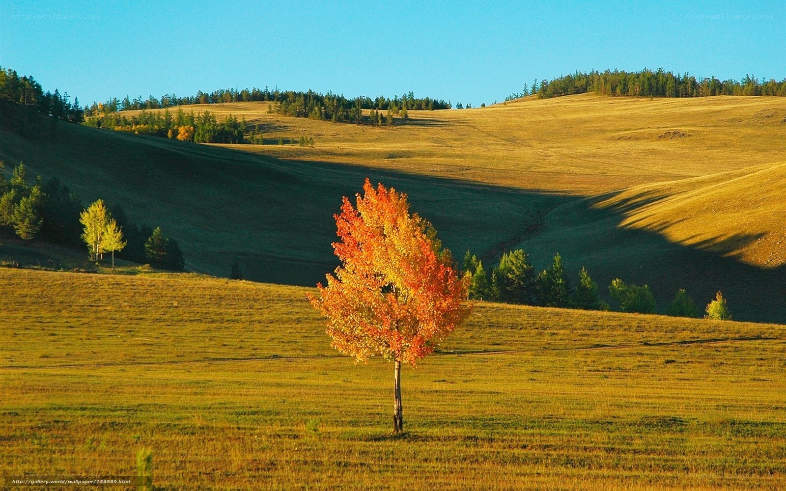 Autumn tree on rolling hills