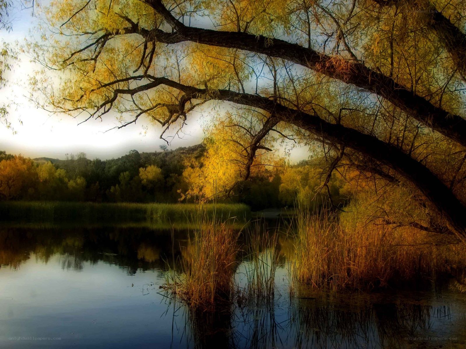 Autumn tree over a calm lake