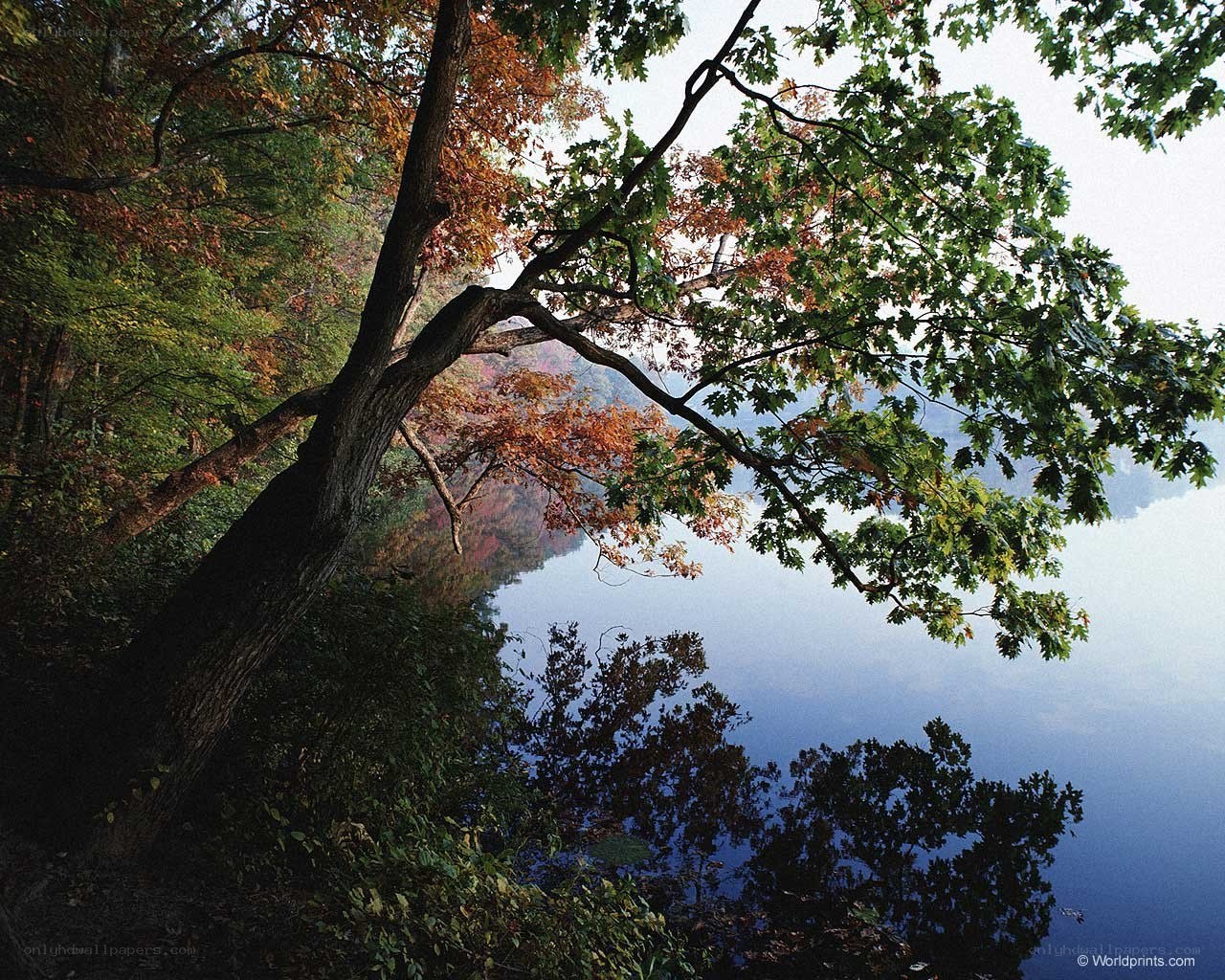 Autumn tree over a calm lake