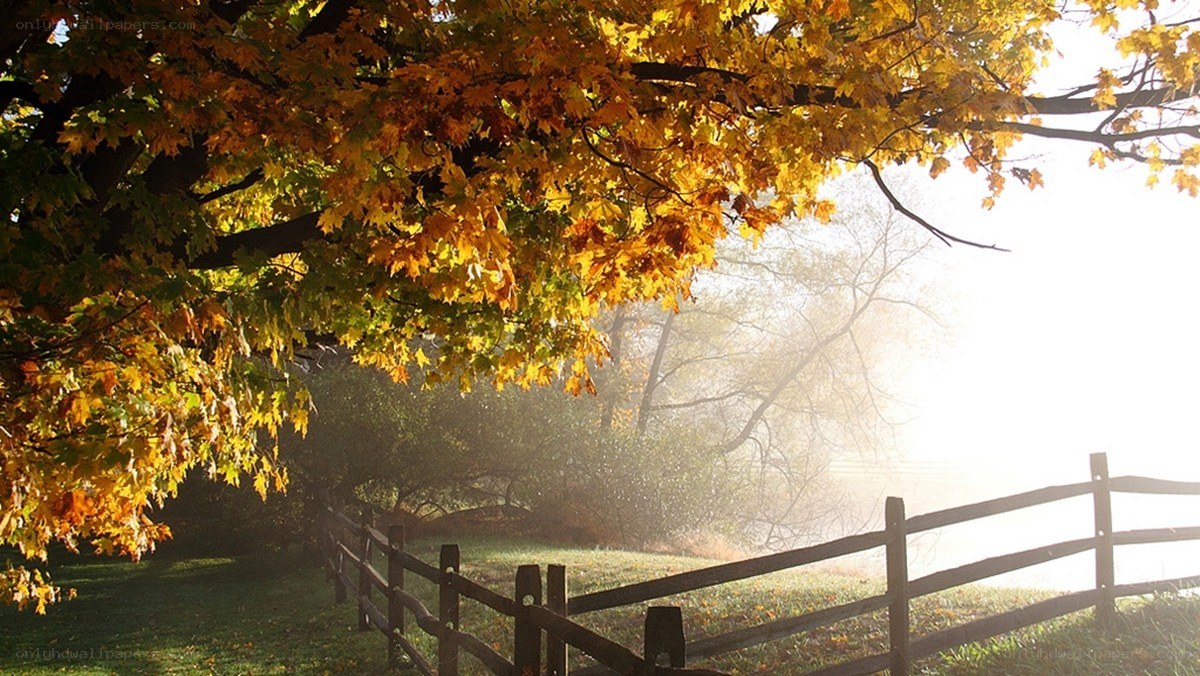 Autumn tree over a fence