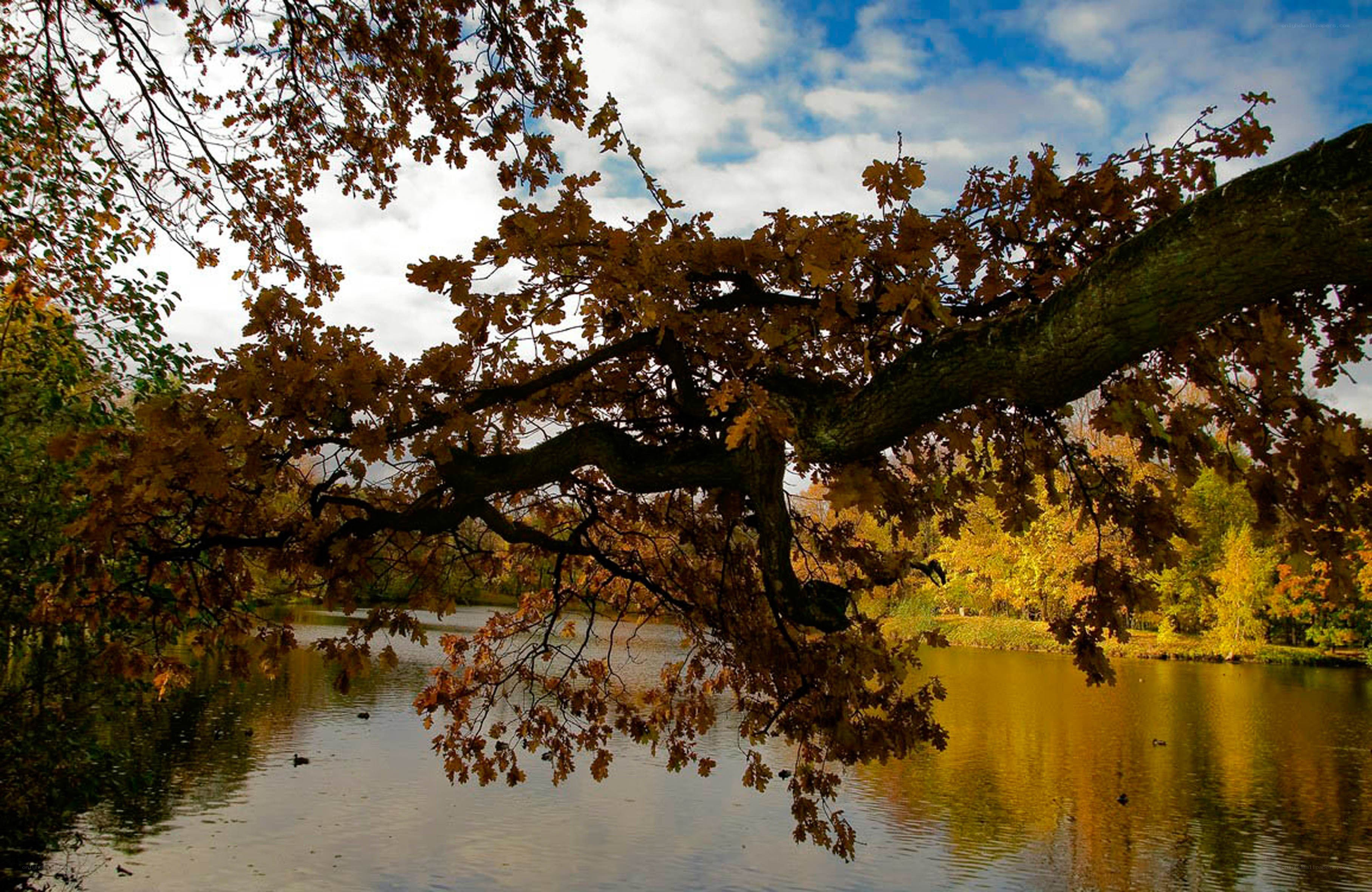 Autumn tree over a lake