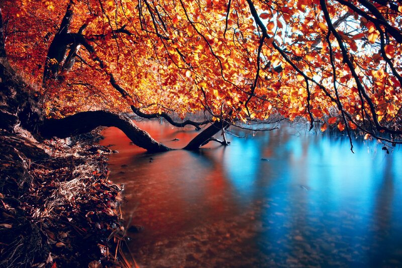 Autumn tree over a river