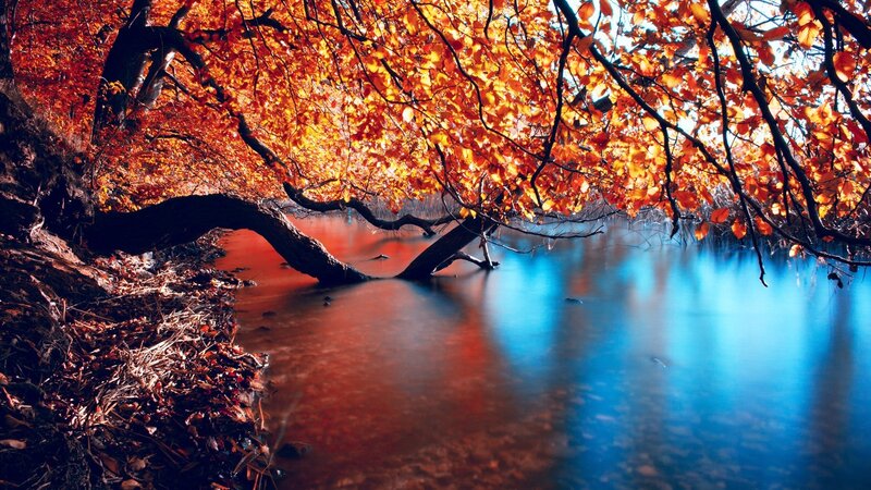 Autumn tree over a river