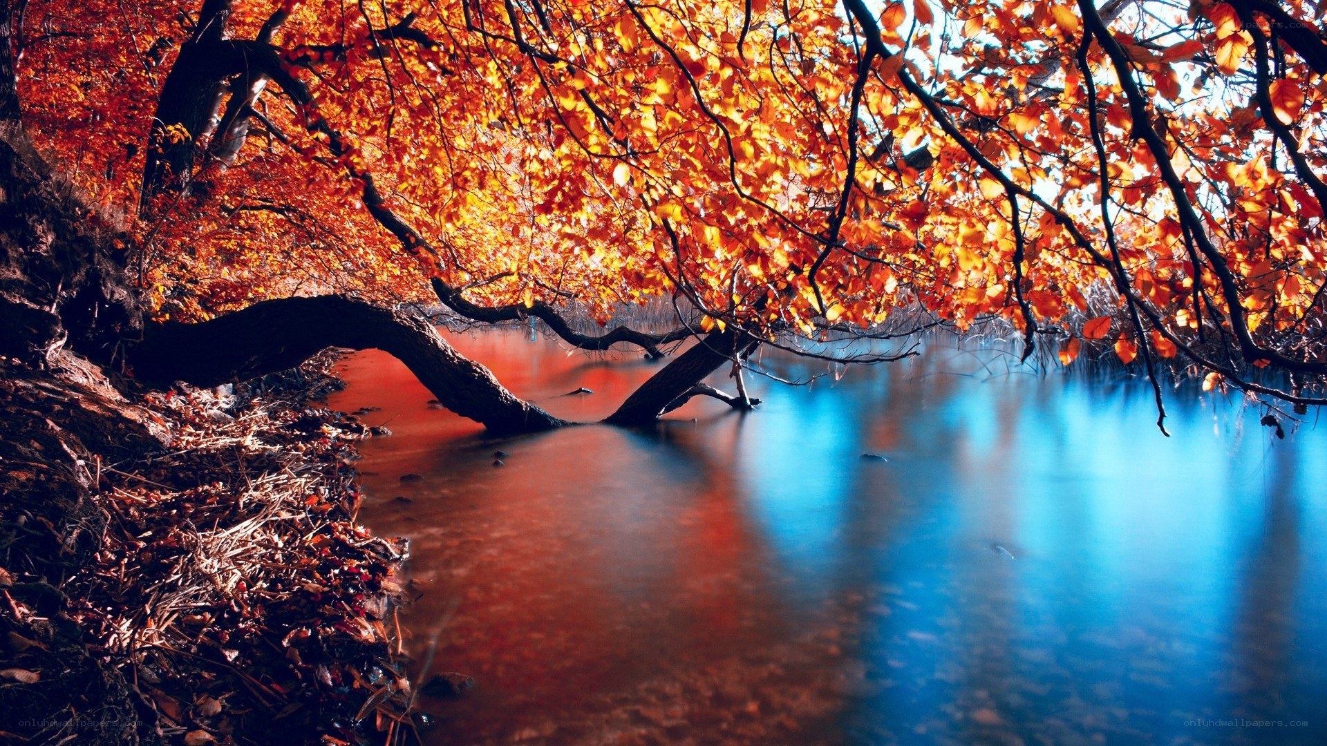 Autumn tree over a river