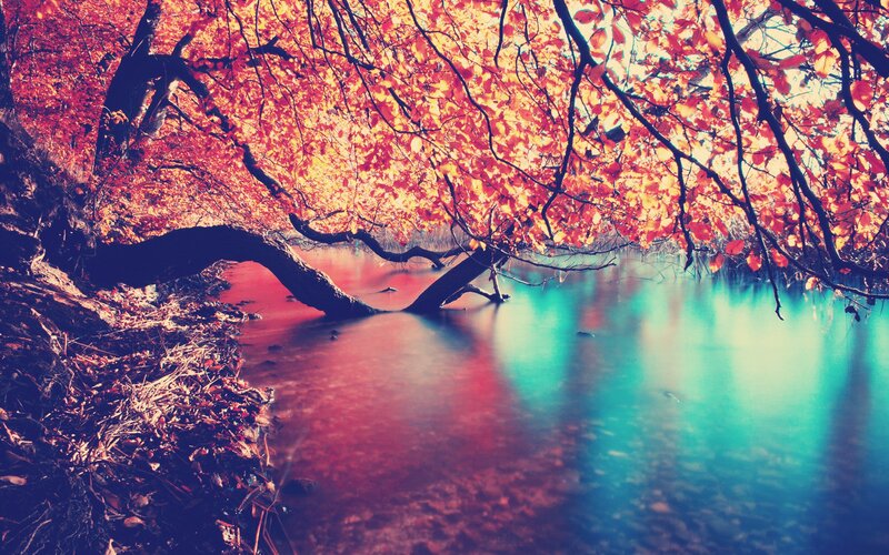 Autumn tree over a river