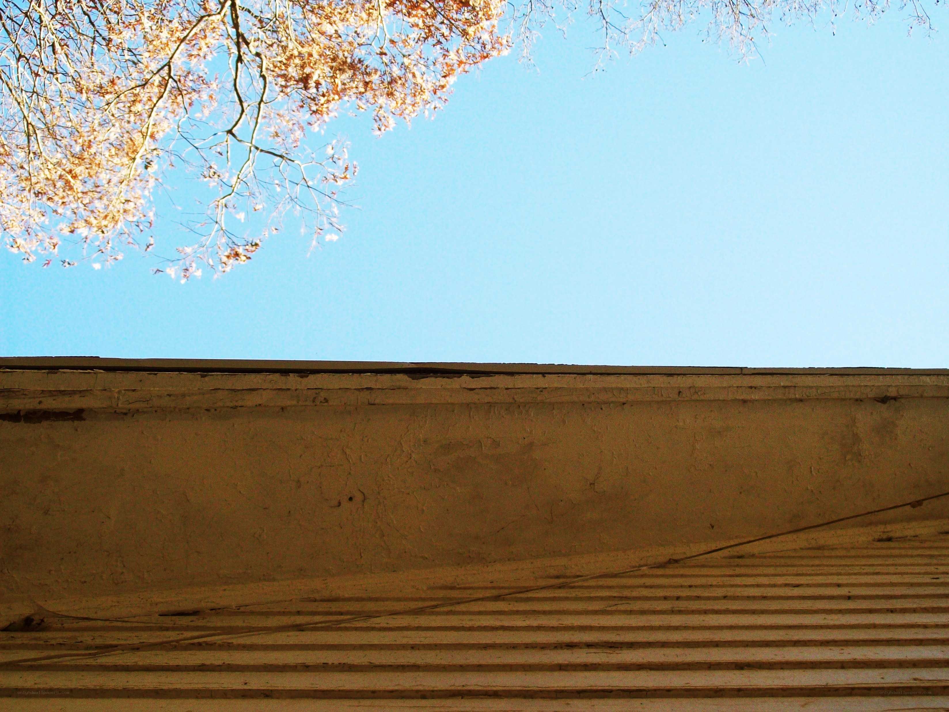 Autumn tree over a wall