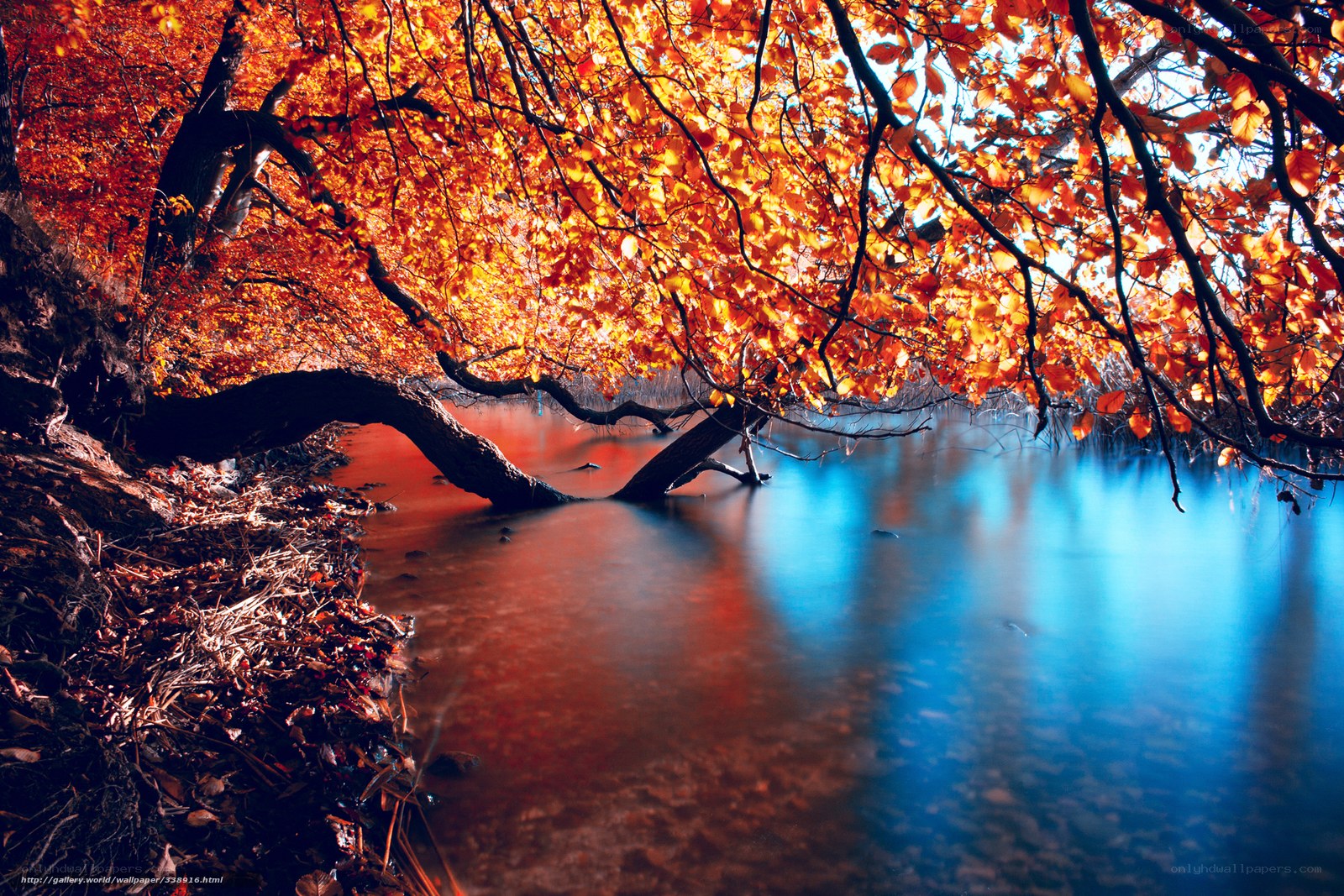 Autumn tree over calm water
