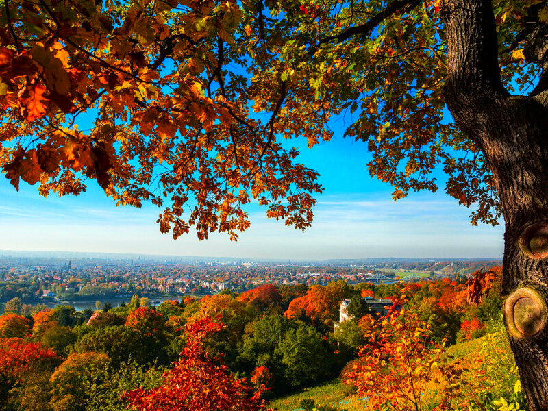 Autumn Tree over City