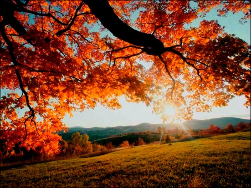 Autumn Tree over Field — Orange