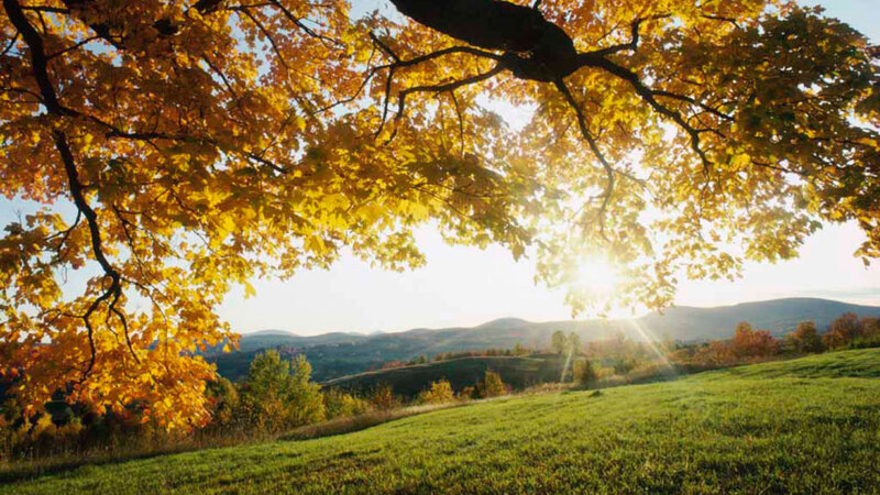 Autumn Tree over Field