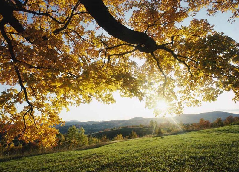 Autumn Tree over Field — Yellow, Serene, Sunset, Photograph, Sun, Hills, Grass