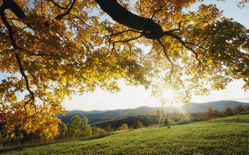 Autumn Tree over Field — Yellow