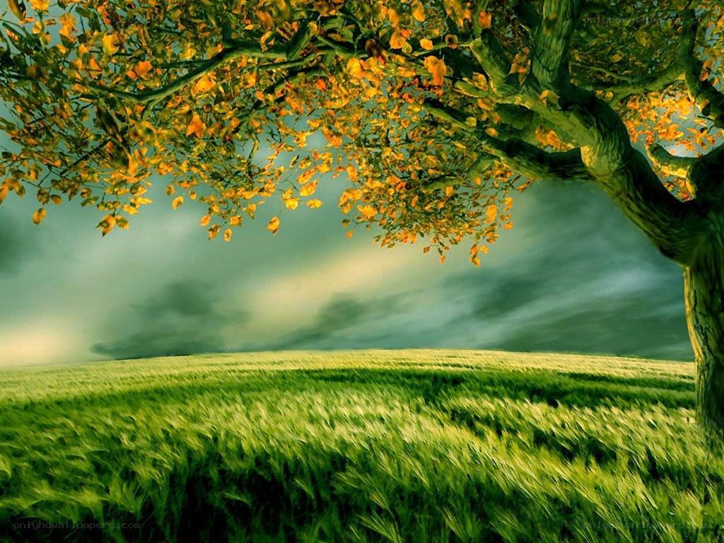 Autumn tree over green field