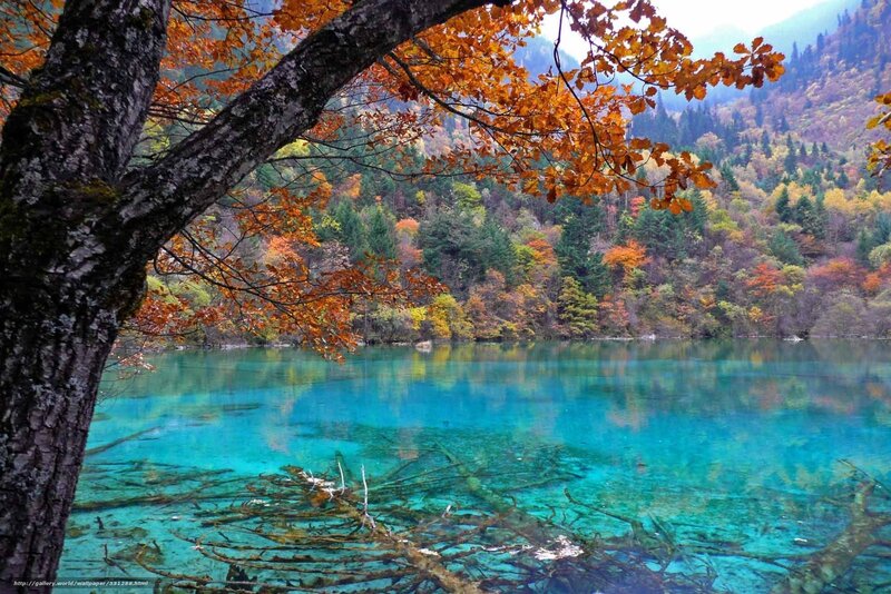 Autumn Tree over Lake — Blue, Serene, Photograph