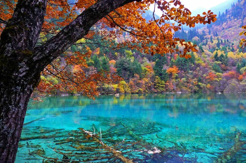 Autumn Tree over Lake — Blue, Serene