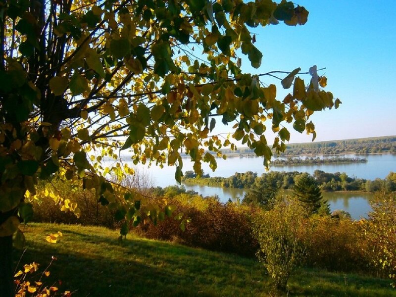 Autumn Tree over Lake — Green