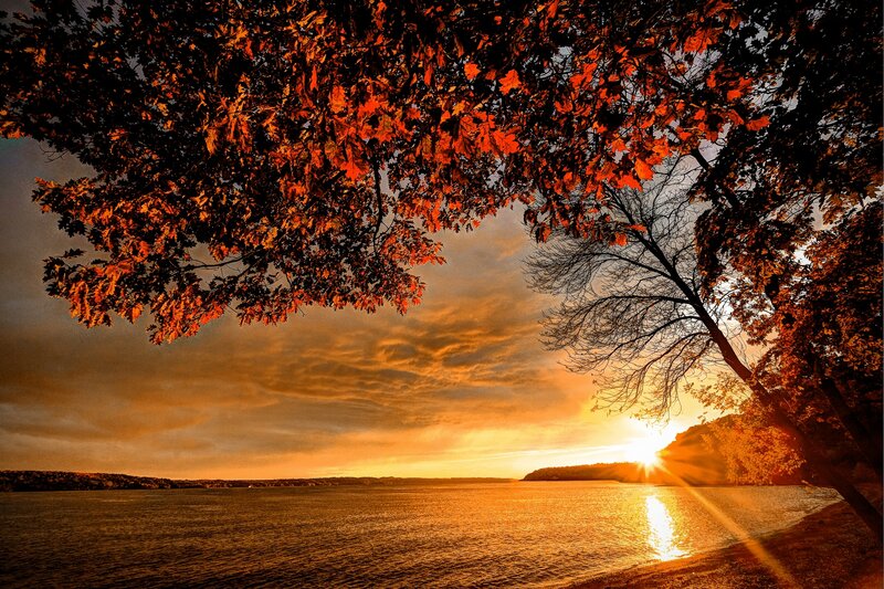 Autumn Tree over Lake — Orange, Dramatic