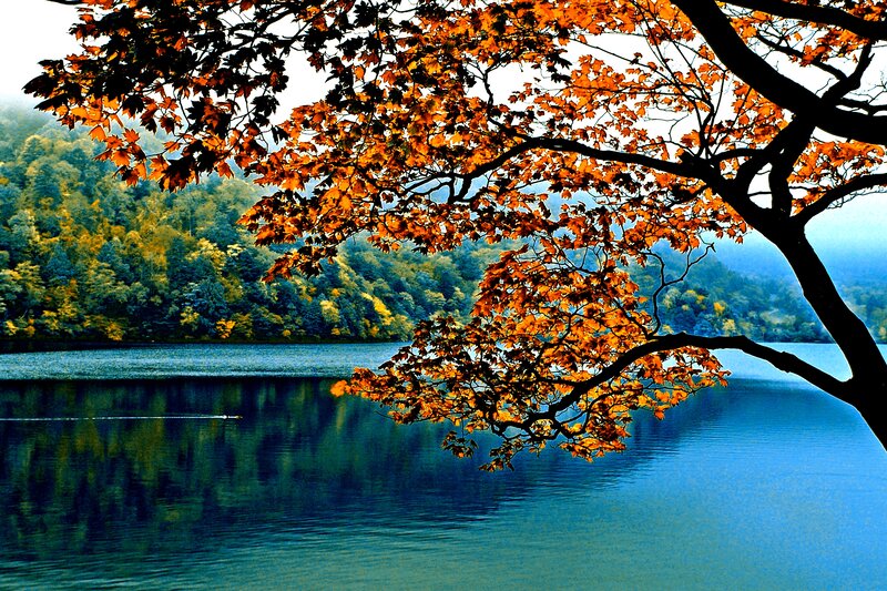 Autumn Tree over Lake — Orange, Serene, Photograph, Forest