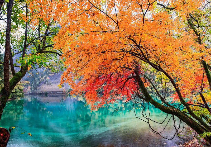 Autumn Tree over Lake — Orange, Serene, Photograph, Mountain