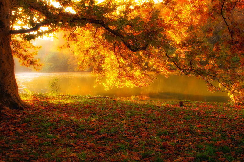 Autumn Tree over Lake — Orange, Serene, Photograph